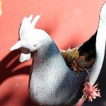 Sedum Rooster