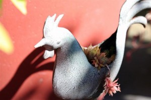 Sedum Rooster