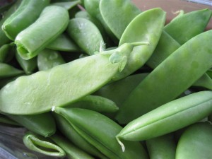 Snow Pea and Snap Pea Harvest
