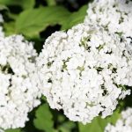 White Hydrangea