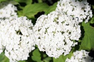 White Hydrangea