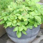 Yellow Alpine Strawberry planter