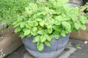 Yellow Alpine Strawberry planter