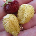 Yellow Stawberries first Harvest