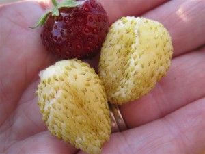 Yellow Stawberries first Harvest