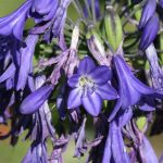 Agapanthus