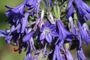Agapanthus