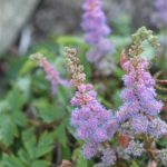 Astilbe