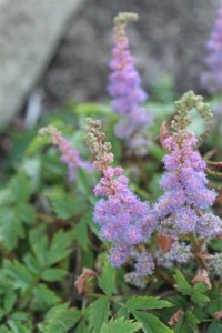 Astilbe