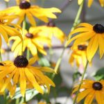 Black Eyed Susan