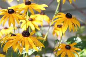 Black Eyed Susan