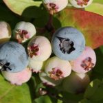 Blueberries