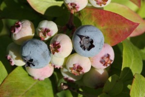 Blueberries