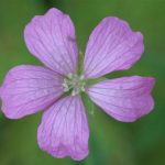 Cranesbill Geranium