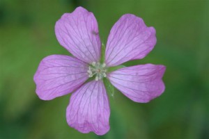 Cranesbill Geranium