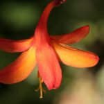 Crocosmia
