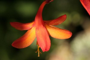 Crocosmia