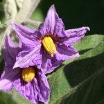 Fairy Tale Eggplant blooms
