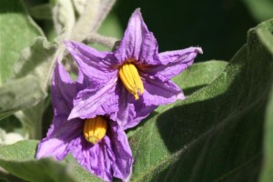 Fairy Tale Eggplant blooms