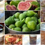 Fig Recipes