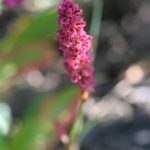 Fleece Flower