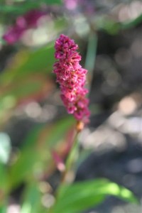Fleece Flower