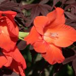 Gladiola