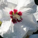 Hibiscus syriacus 'Red Heart'