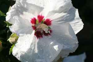 Hibiscus syriacus 'Red Heart'