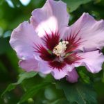 Hibiscus syriacus 'Double Purple'