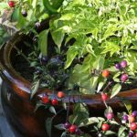 Hot Pepper Containers