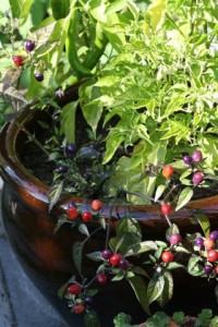 Hot Pepper Containers