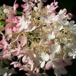 Hydrangea