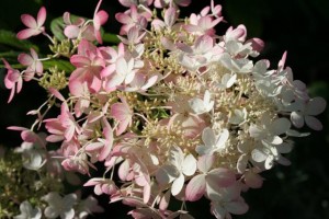 Hydrangea
