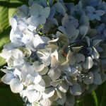 Hydrangea Blue Ball