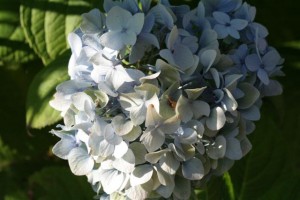 Hydrangea Blue Ball