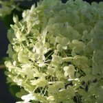 Hydrangea  - white