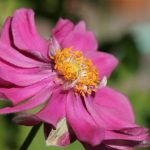 Japanese anemone