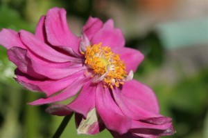Japanese anemone