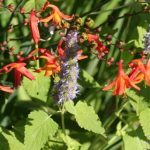 Mint and Crocosmia