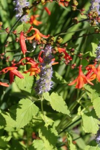 Mint and Crocosmia