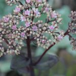 Sedum