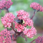 Sedum2