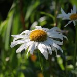 Shasta Daisy
