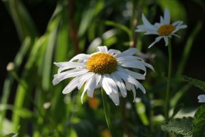 Shasta Daisy