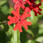 Lychnis ‘Maltese Cross’