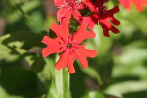Lychnis ‘Maltese Cross’