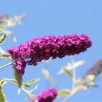 Verigated Butterfly Bush