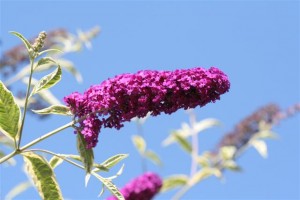 Verigated Butterfly Bush