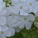White Phlox